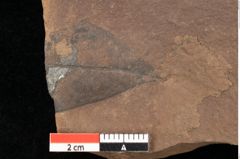 Foto (Detailsansicht) von Quercus palaeoilex Ettingshausen (NHMW-GEO-2024-0188-0947)